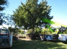 Kwikfynd Tree Management Services
cannoncreekqld